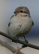 Red-tailed Shrike