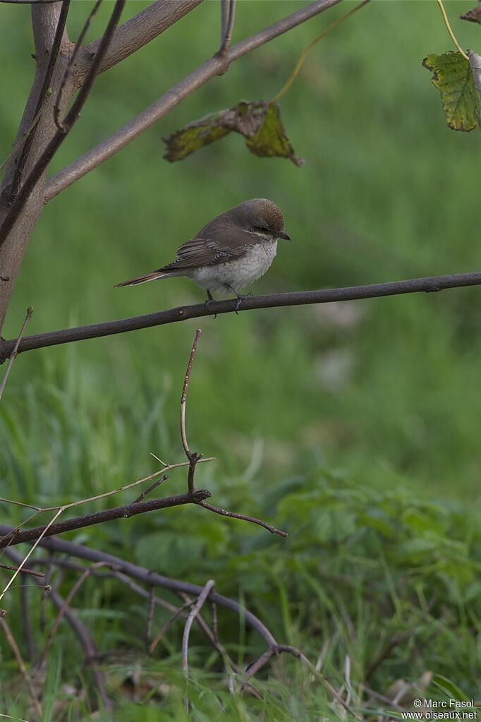 Red-tailed ShrikeFirst year, identification, Behaviour