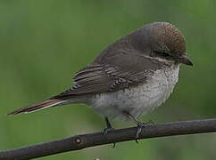 Red-tailed Shrike