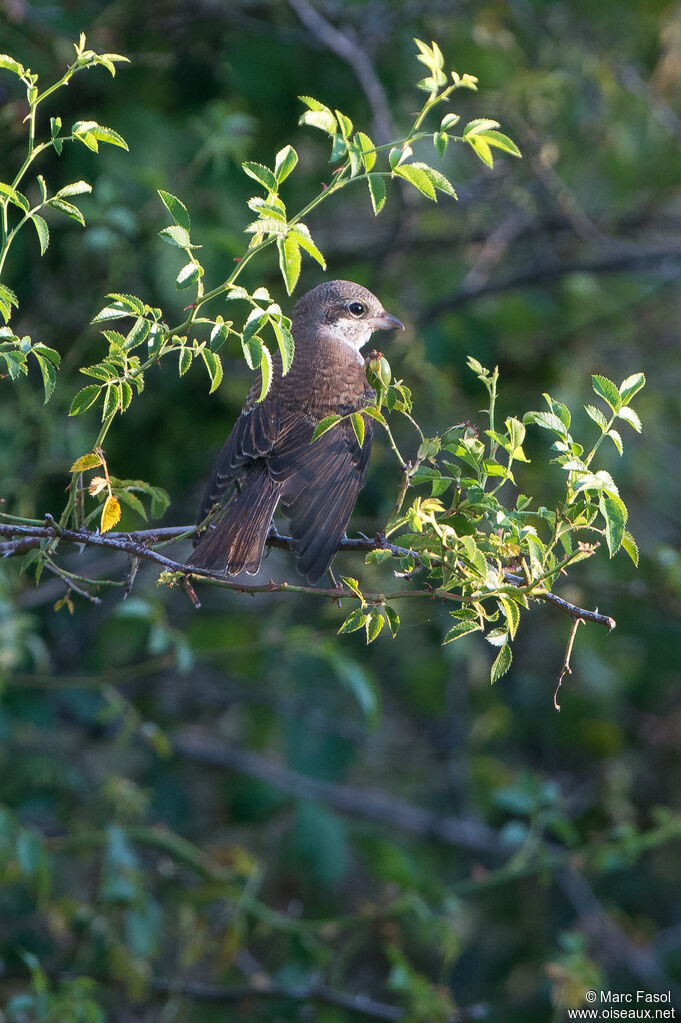 Pie-grièche écorcheurjuvénile, identification