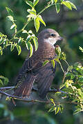 Red-backed Shrike