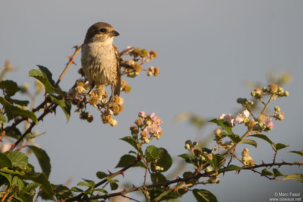 Red-backed Shrikejuvenile