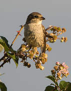 Red-backed Shrike