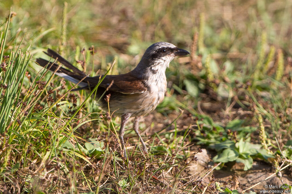 Red-backed Shrike male adult, care