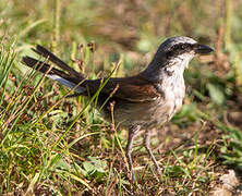 Red-backed Shrike