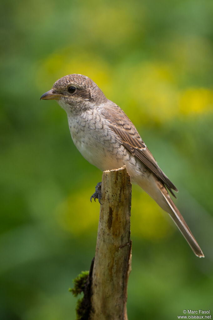 Pie-grièche écorcheurjuvénile, identification