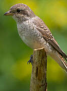 Red-backed Shrike