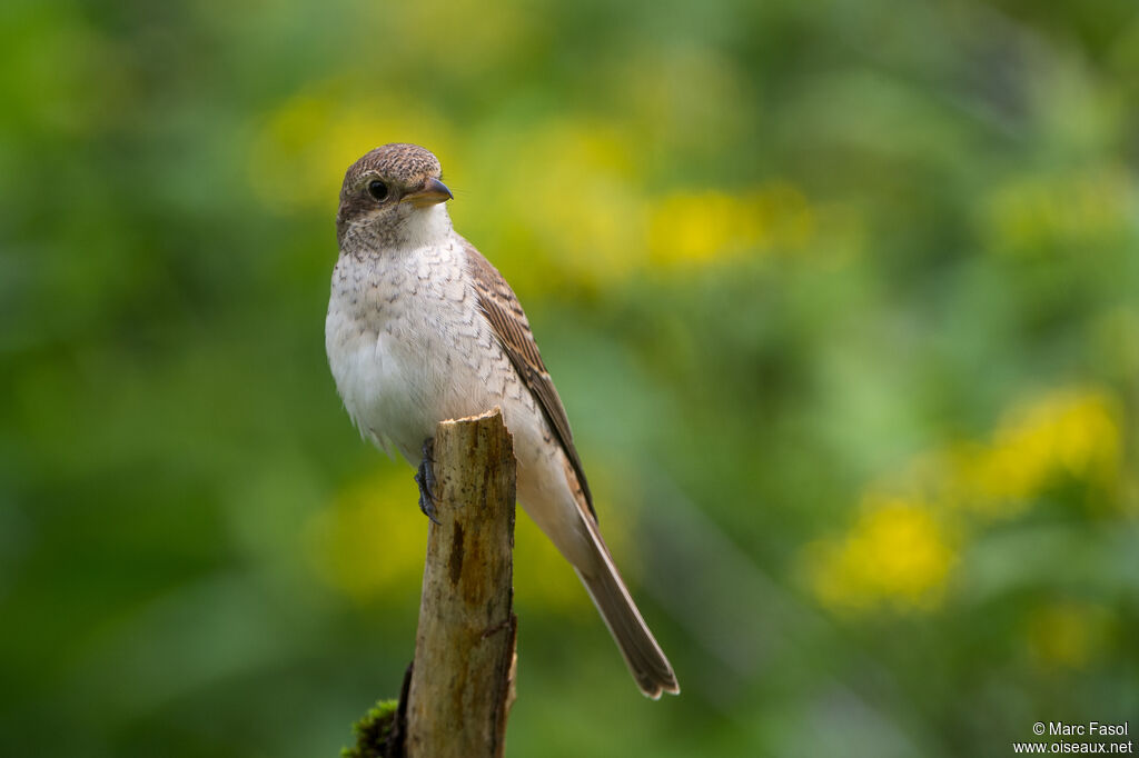 Pie-grièche écorcheurjuvénile, identification