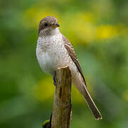 Red-backed Shrike