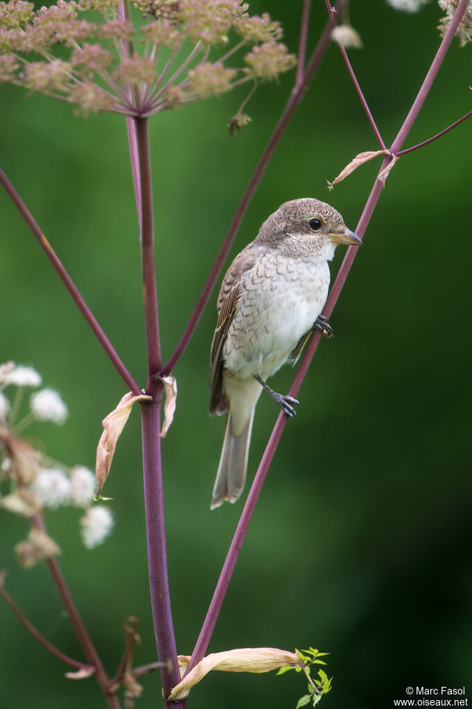 Pie-grièche écorcheurjuvénile, identification