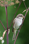 Red-backed Shrike