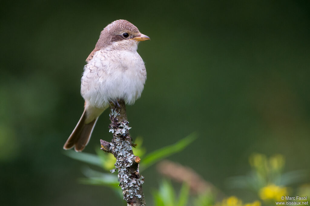 Pie-grièche écorcheurjuvénile, identification