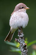 Red-backed Shrike