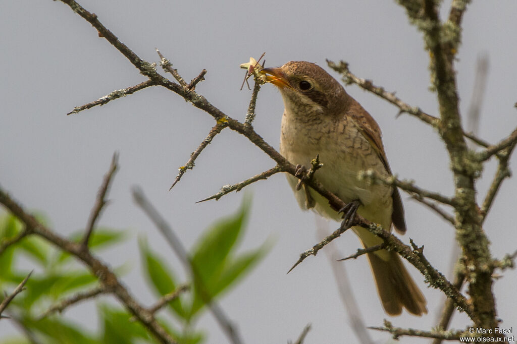 Pie-grièche écorcheurjuvénile, identification, régime, pêche/chasse, mange, indices