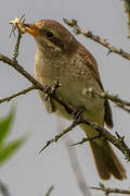 Red-backed Shrike