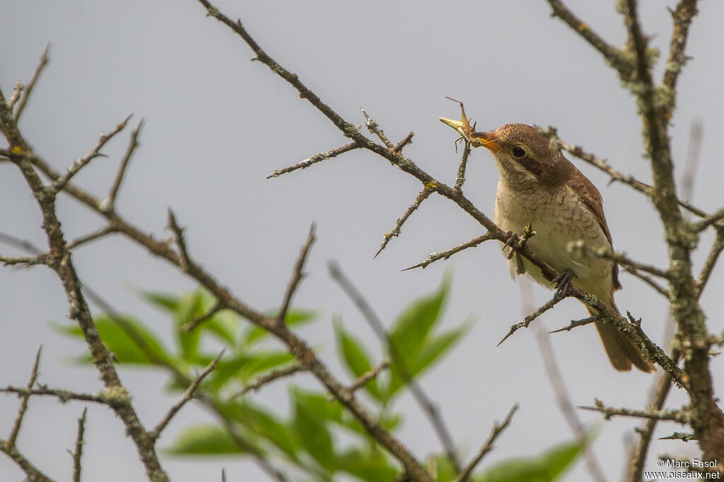 Red-backed Shrikejuvenile, identification, feeding habits, fishing/hunting, eats, clues