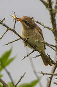 Red-backed Shrike