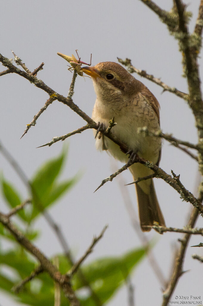 Red-backed Shrike