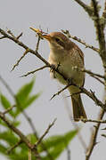 Red-backed Shrike