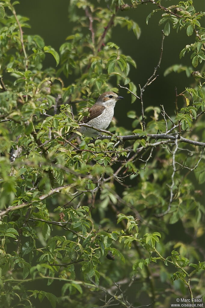 Pie-grièche écorcheur femelle adulte nuptial, identification, habitat