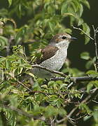 Red-backed Shrike