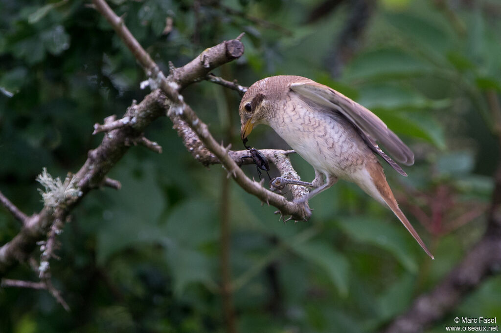 Pie-grièche écorcheurjuvénile, identification, mange