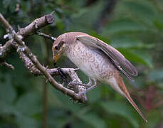 Red-backed Shrike