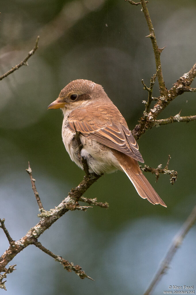 Pie-grièche écorcheurjuvénile, identification