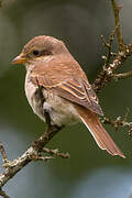 Red-backed Shrike