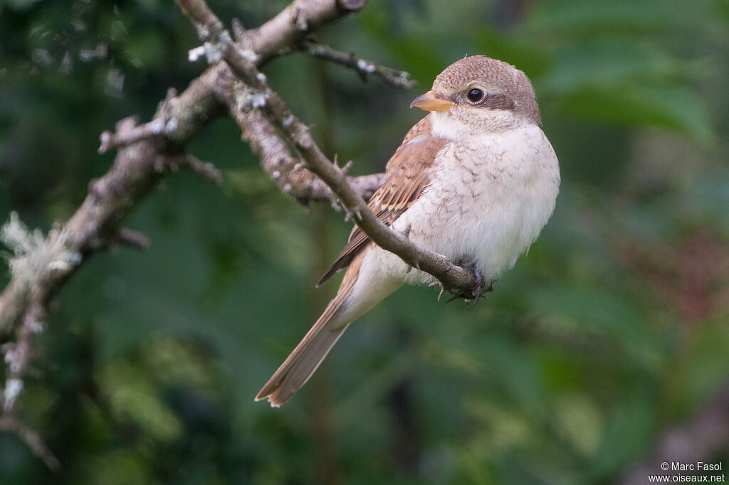 Pie-grièche écorcheurjuvénile, identification