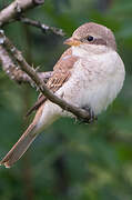 Red-backed Shrike