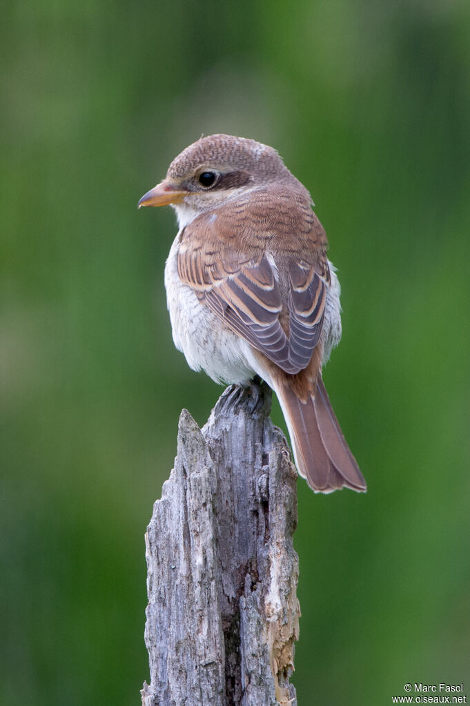 Pie-grièche écorcheurjuvénile, identification