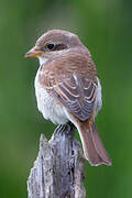 Red-backed Shrike