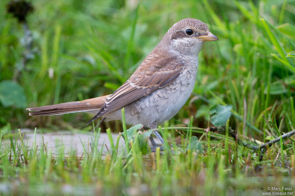 Pie-grièche écorcheurjuvénile, identification