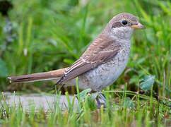 Red-backed Shrike