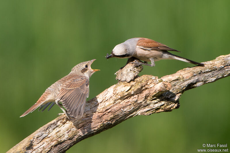 Red-backed Shrike, identification, feeding habits, Reproduction-nesting