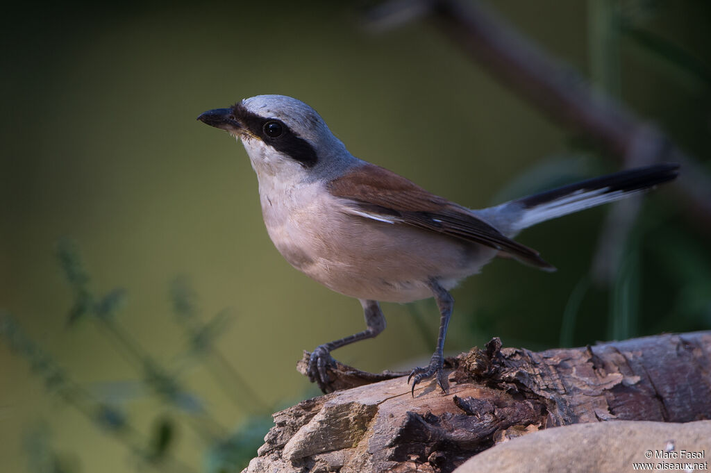 Pie-grièche écorcheur mâle adulte, identification