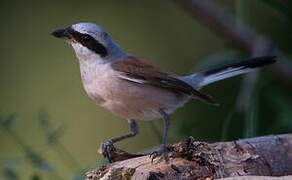 Red-backed Shrike