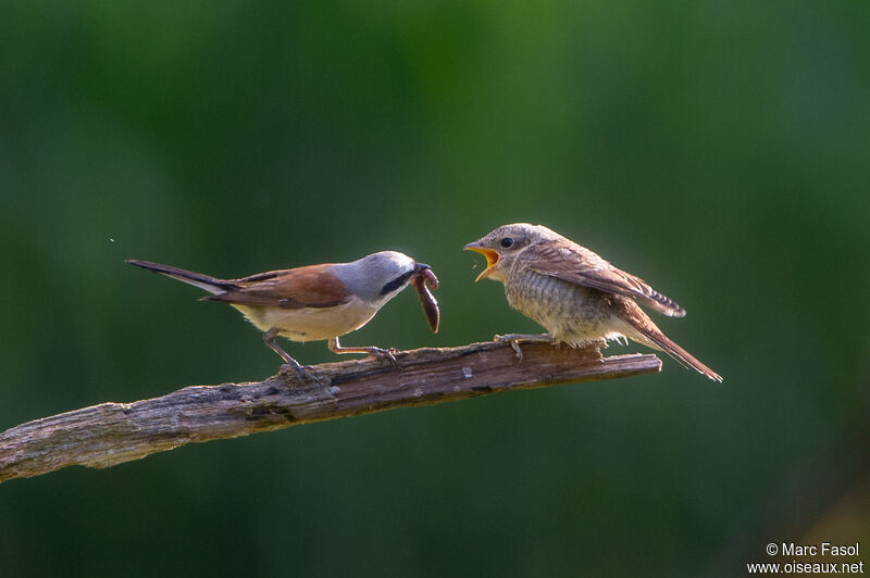 Red-backed Shrike, feeding habits, Reproduction-nesting