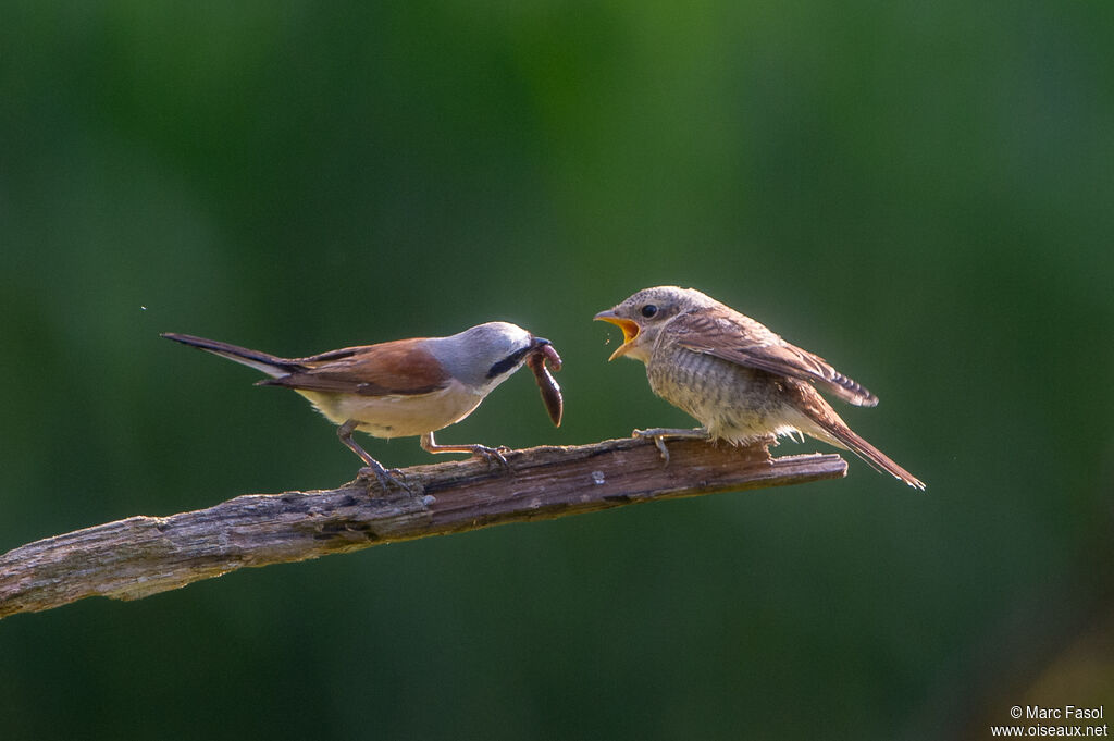 Pie-grièche écorcheur, régime, Nidification