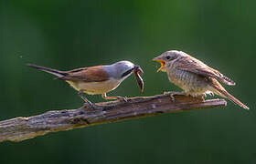 Red-backed Shrike