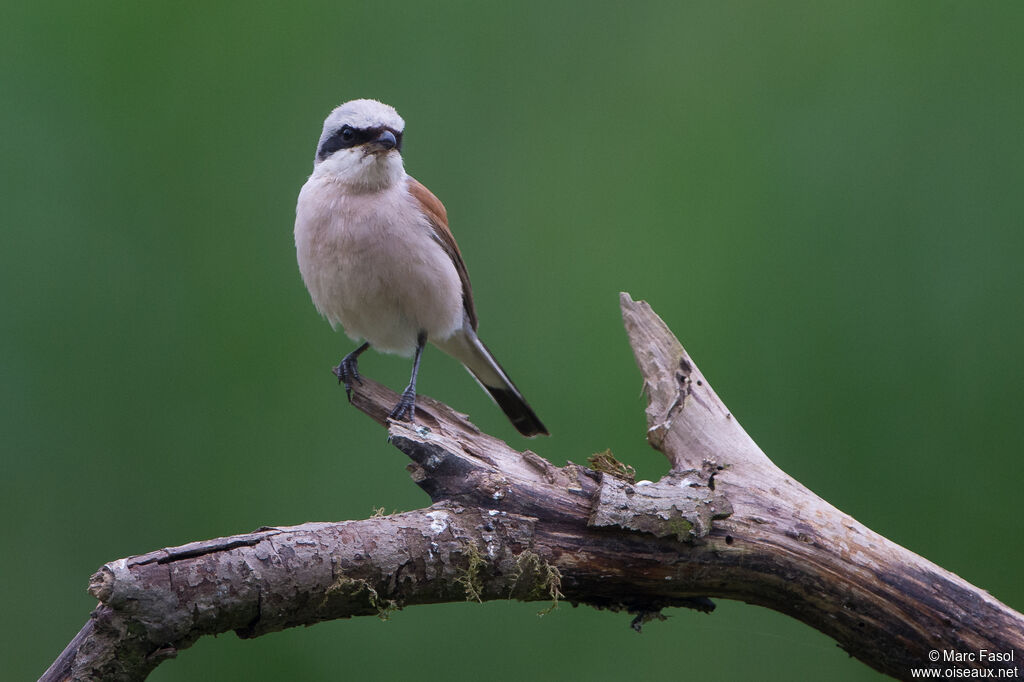 Pie-grièche écorcheur mâle adulte, identification