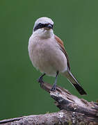 Red-backed Shrike