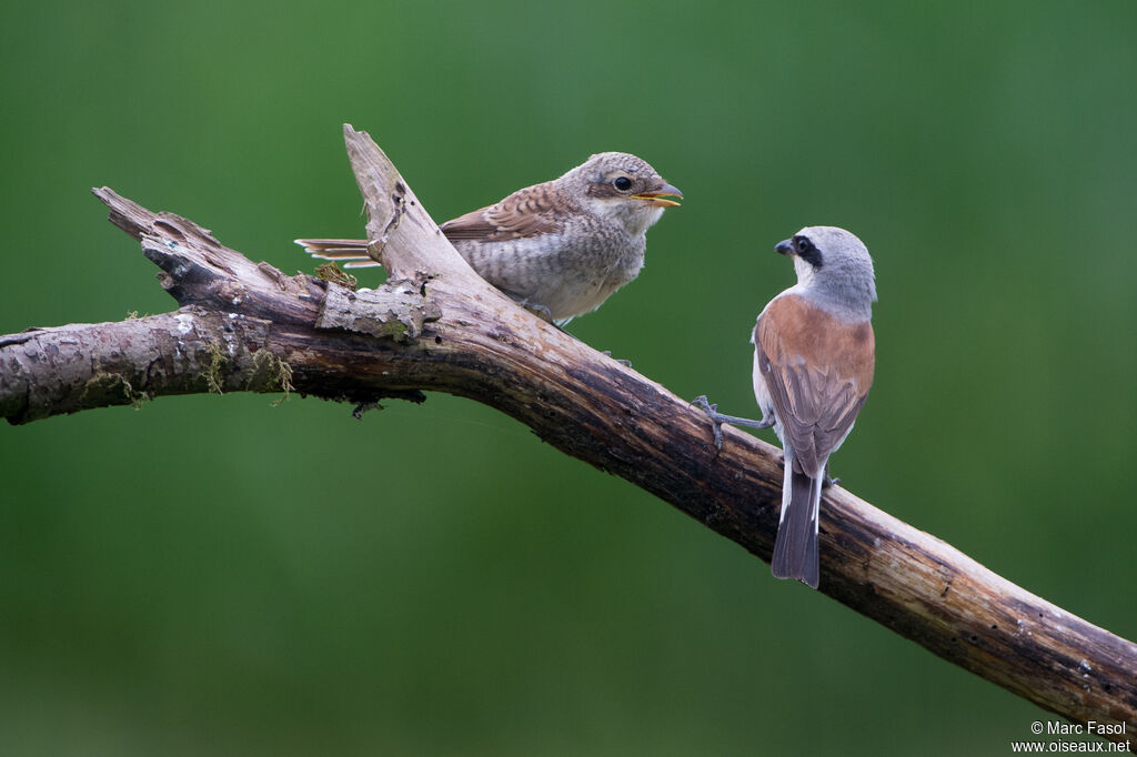 Red-backed Shrike, Reproduction-nesting