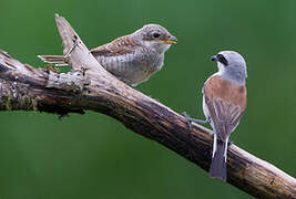 Red-backed Shrike