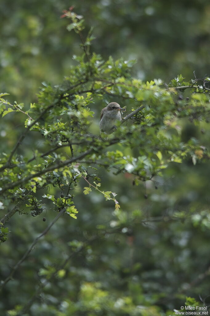 Red-backed ShrikeFirst year, identification, feeding habits, eats, Reproduction-nesting