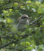 Red-backed Shrike