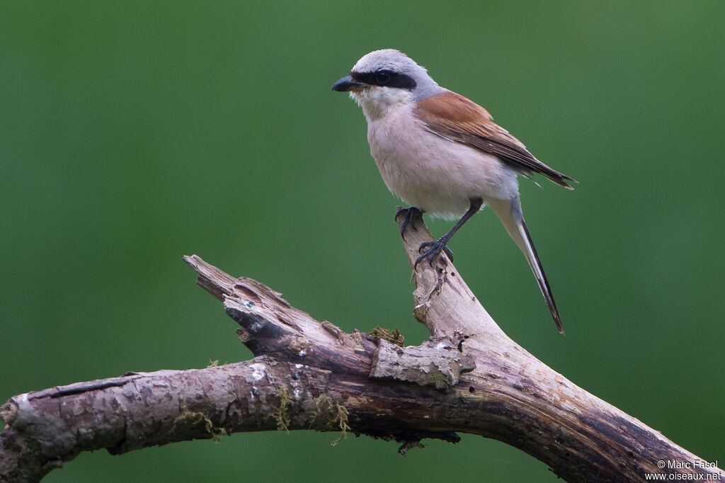 Pie-grièche écorcheur mâle adulte, identification