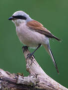 Red-backed Shrike