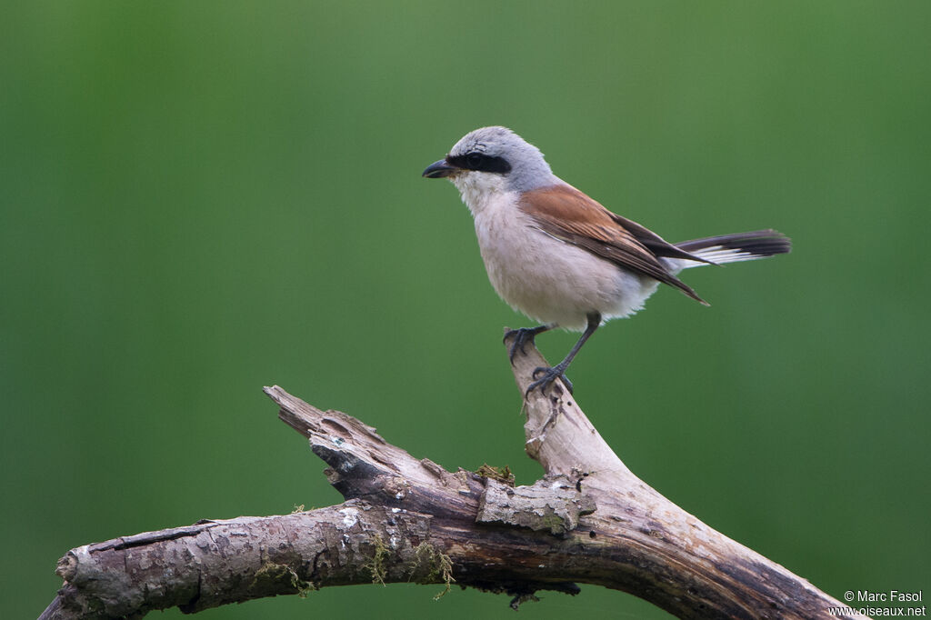 Red-backed Shrike